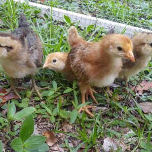 The "divas" when we first got them - June 19, 2016. They were 3 weeks old; two Rhode Island Reds and two Easter Eggers.