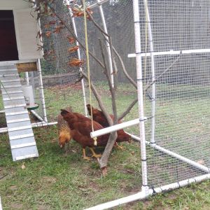 Our coop begins to evolve at this point. The girls were definitely outgrowing it, but we needed it to last a bit longer.