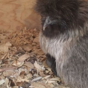 Silkie before molt