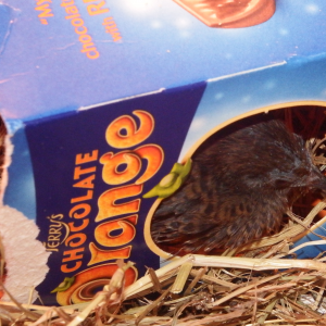 A Terry's Chocolate Quail =P