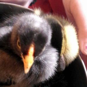 Bean, my two week old chick, and Ponyo the one week old mallard