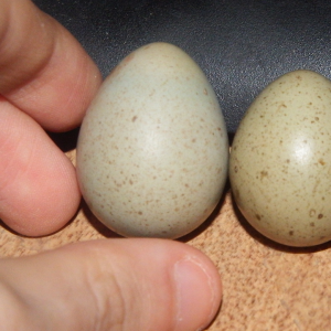 Very Large Button Quail Egg