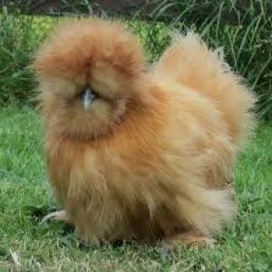 This little silkie is Boss, he was our first and we fell in love with him straight away...