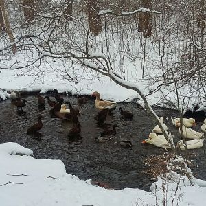 Ducks in the pond after a snow
