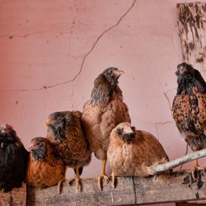 The "teenagers"...too cool for free ranging I guess, the human equivalent to smoking in the bathroom...???