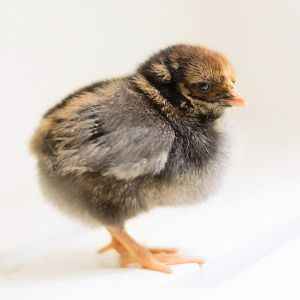 Ginger, Black and Gold Wyandotte chick, 4 days