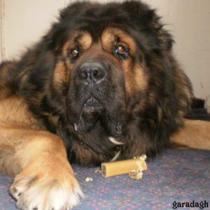 Azerbaijan dag iti 
gafgaz coban iti 
caucasian ovcharka 
caucasian mountian dog
