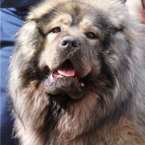 Azerbaijan shepherd 
Azerbaijan dag iti 
caucasian mountian dog Azerbaijan