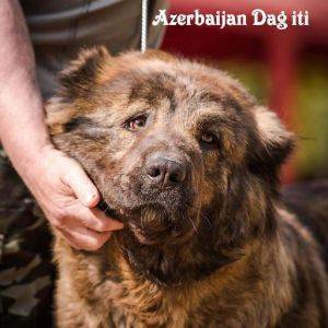 Azerbaijan shepherd 
Azerbaijan dag iti 
caucasian mountian dog Azerbaijan
