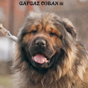 Azerbaijan shepherd 
Azerbaijan dag iti 
caucasian mountian dog Azerbaijan
