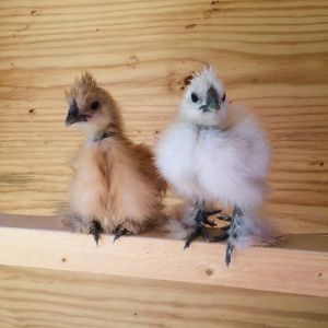 The chicks at 4.5 weeks old, in their coop.