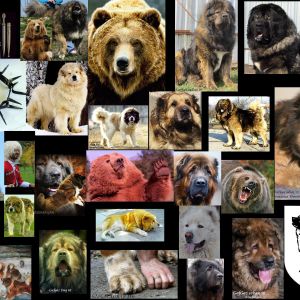 Caucasian Shepherd Dog
Парий
 Azerbaijani: Qafqaz çoban iti
Kafkas Çoban Köpeği
Azerbaijan Dag iti