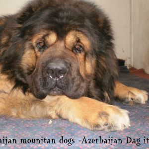 Azerbaijan dag iti 
Caucasian Shepherd Dog