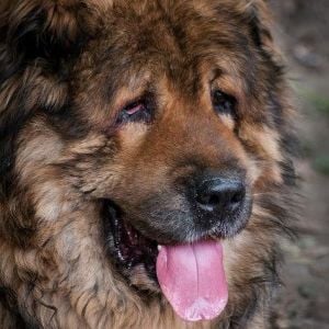 Azerbaijan dag iti 
Caucasian Shepherd Dog