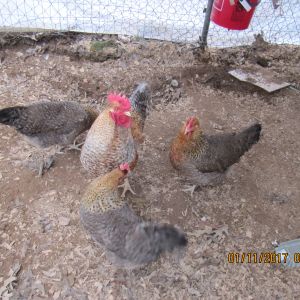 My Bielfelders, this is Mozart and his 3 hens I just love this breed so friendly and beautiful personally my favorite chickens they lay large brown eggs right from the beginning no pullet eggs these were hatched  3/17/16 bought from Star Shadow farms in  Florida