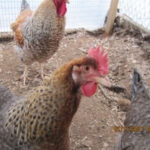 they are one of the few auto-sex chickens pullets look like little chipmunks and cockerels have a white spot on there head