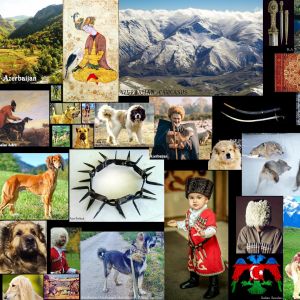Kennel Union of the Republic of Azerbaijan
Azerbaijan shepherds
coban iti 
khan tazi sarab iti 
gurdbasar