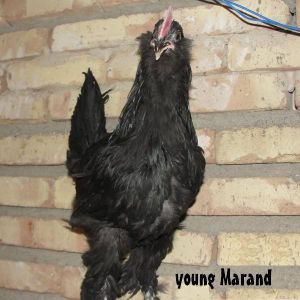 black Azerbaijan breeds
Marand race 
rare breed
