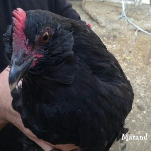 black Azerbaijan breeds
Marand race 
rare breed