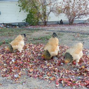 Peaches, Platy-fatty, and Cooties