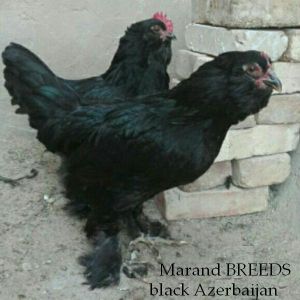 black Azerbaijan 
rare breeds
Marand