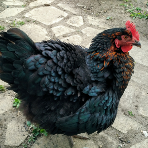 Crow, a black sex link chicken