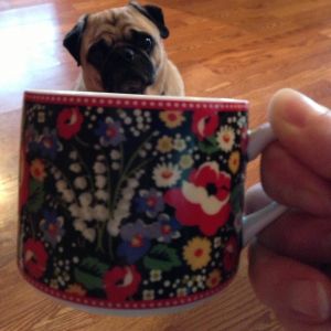 Pug in a Mug