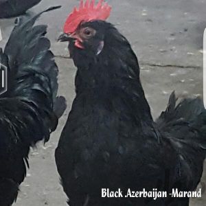 Black Azerbaijan

Marand

rare breed

rare race

marandi