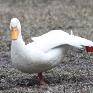 Duck yoga