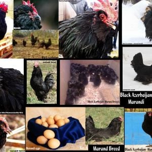 Rare Breeds 
Rare Chicken
Black Azerbaijan
Marand 
Azerbaijan Breeds