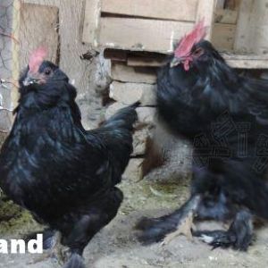Rare Chicken
Marand
Black Azerbaijan