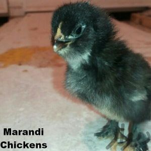 Rare Chicken
Marand
Black Azerbaijan