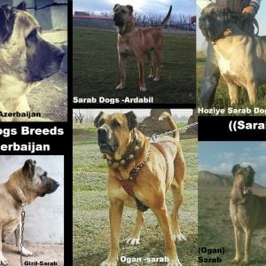 Sərab çoban iti  
Azerbaijan Mastiff
Azerbaijan breeds
 Azerbaijan Dog Breeds