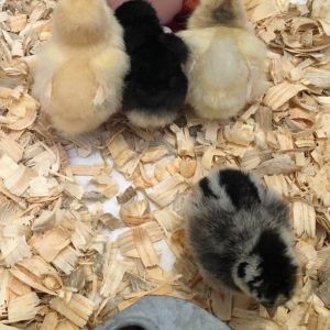 On September 30, 2016, six "day-old" chicks were purchased at a local feed store to create a flock for our one chick that hatched during class on September 29. We had incubated a dozen eggs from a local farm, but only two hatched. The first one hatched early and was prolapsed. The second one hatched at 21 days on Michaelmas morning, so the children named her Michaelmas.