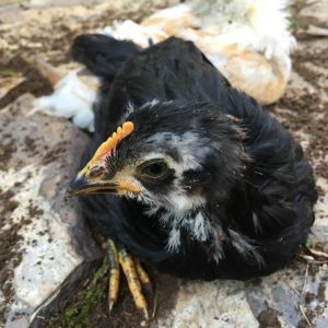 Michaelmas discovering the joys of dirt baths at 5 weeks old.