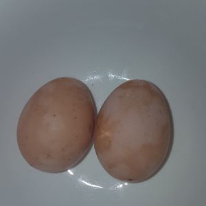 Our first eggs.