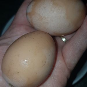 Our first eggs