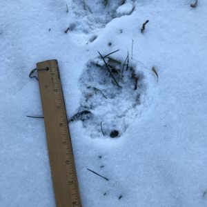mountain lion tracks