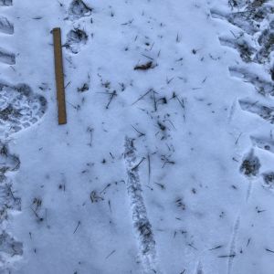 mountain lion tracks showing tail drag