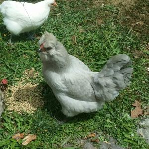 My lavender Arauncana