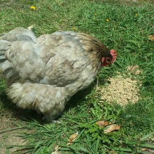 My bossy Blue Orpington