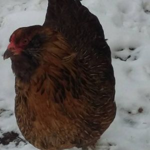 Our EE, Petunia