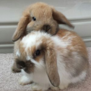 lop dwarf rabbits