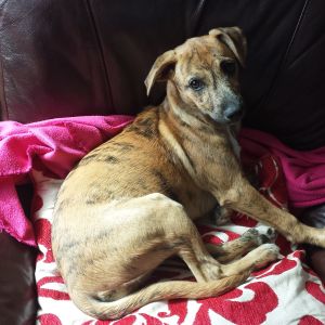 Bella border x whippet