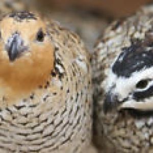 Mexican bobwhite quails