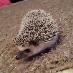 Pygmy hedgehog