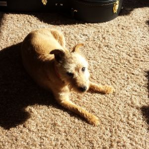 my old dog Meg. xx