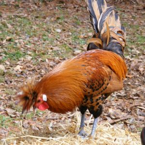Spitzhauben rooster