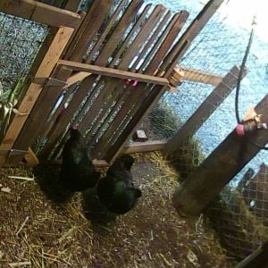 hens