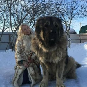 Azerbaijan Sheep Dog

azerbaijan breeds

Azerbaijan Dog Breeds